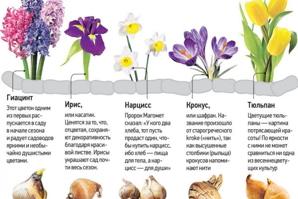 Ссылки на даркнет сайты