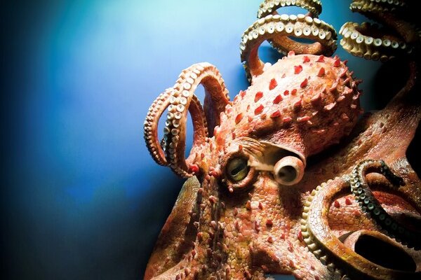 Kraken адрес onion