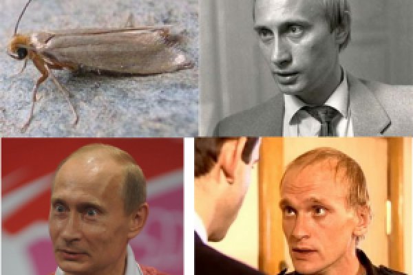 Рабочее зеркало кракен store