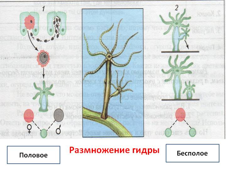 Сайт kraken в tor