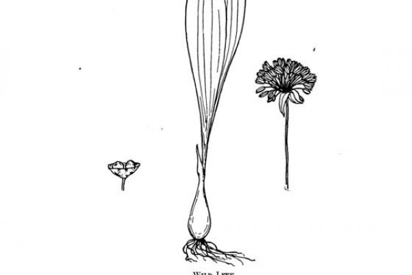 Kraken site