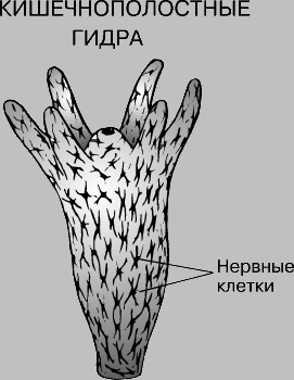 Кракен дарк оригинал ссылка